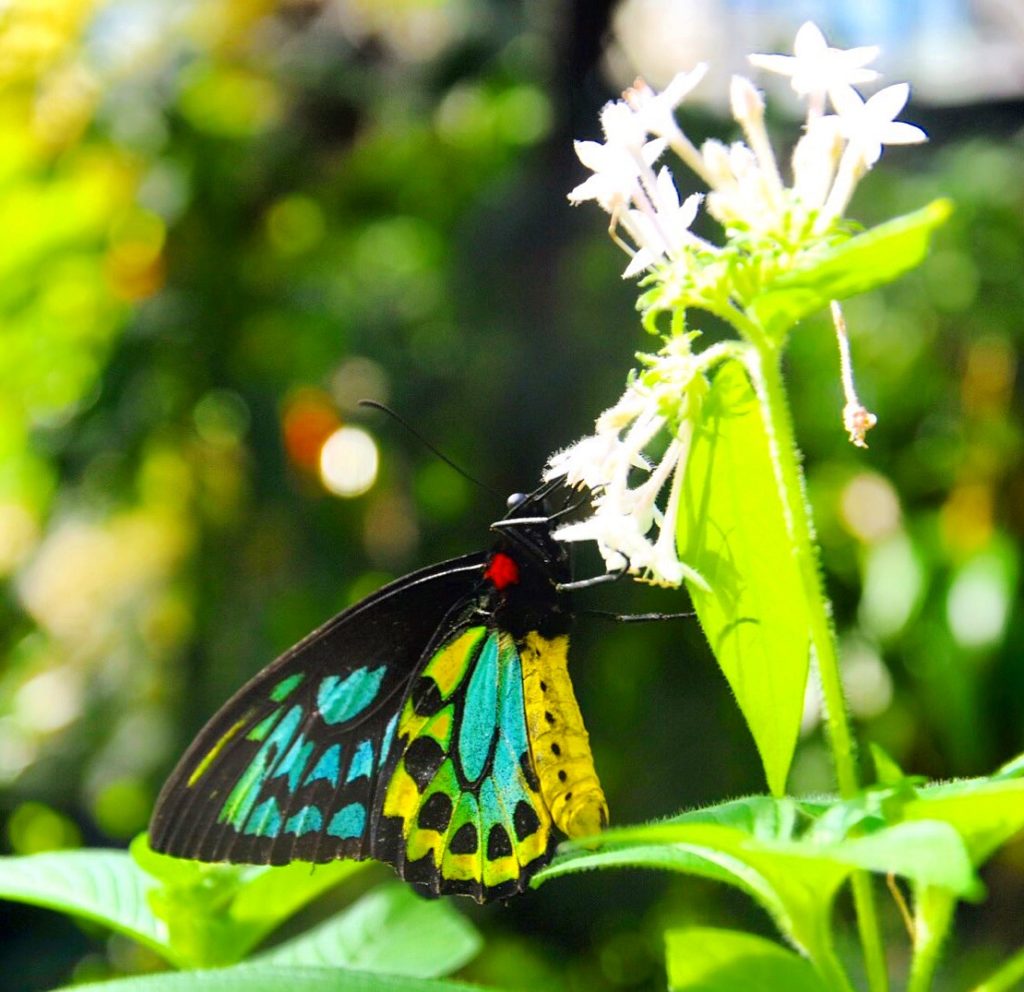 Australian Butterfly Sanctuary butterfly on flower