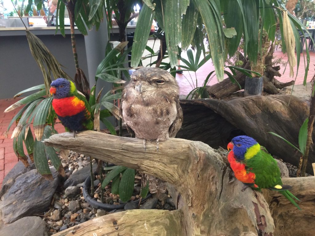 Colourful birds next to an owl