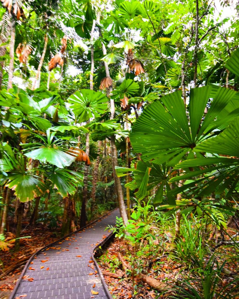 Daintree Rainforest boardwalk