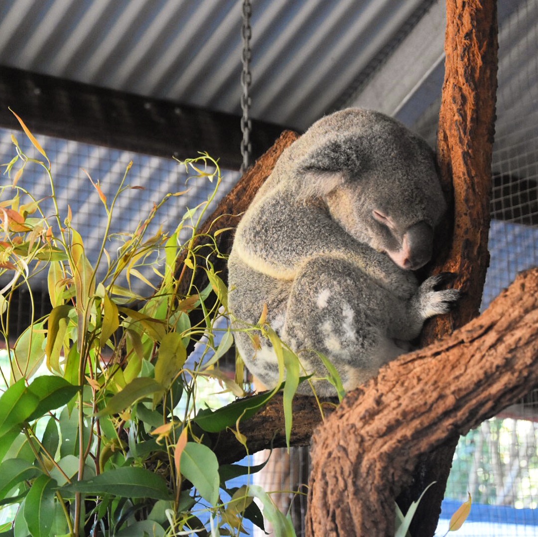 Kuranda Koala Gardens koala sitting in tree Kuranda Wildlife Experience