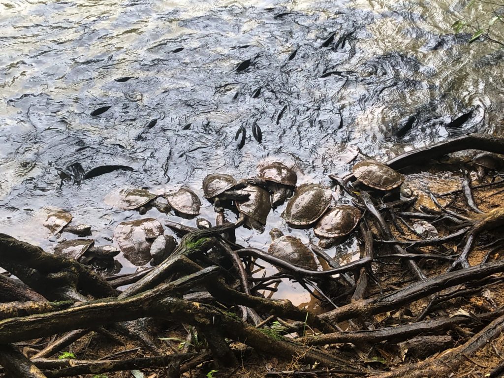 Turtles on creek edge at Paronella Park