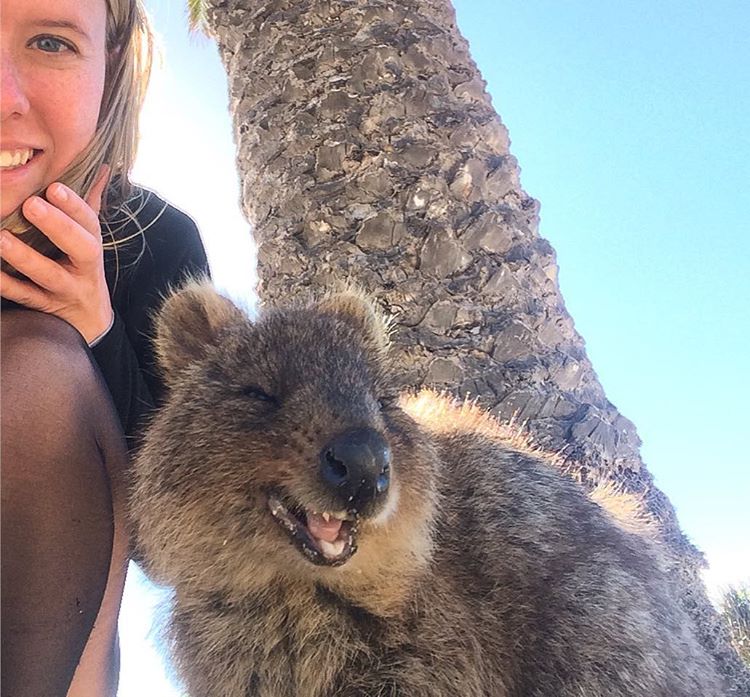 Sarah Latham Rottnest Quokka Selfie Perth