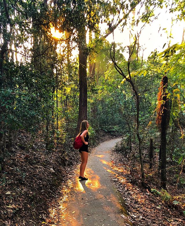 Purling Brook Falls rainforest track Gold Coast Sarah Latham
