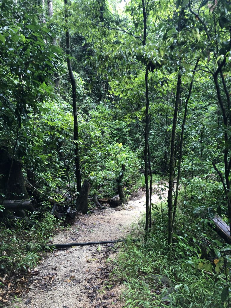 Rainforest path to Ponytail Falls Tully Sarah Latham