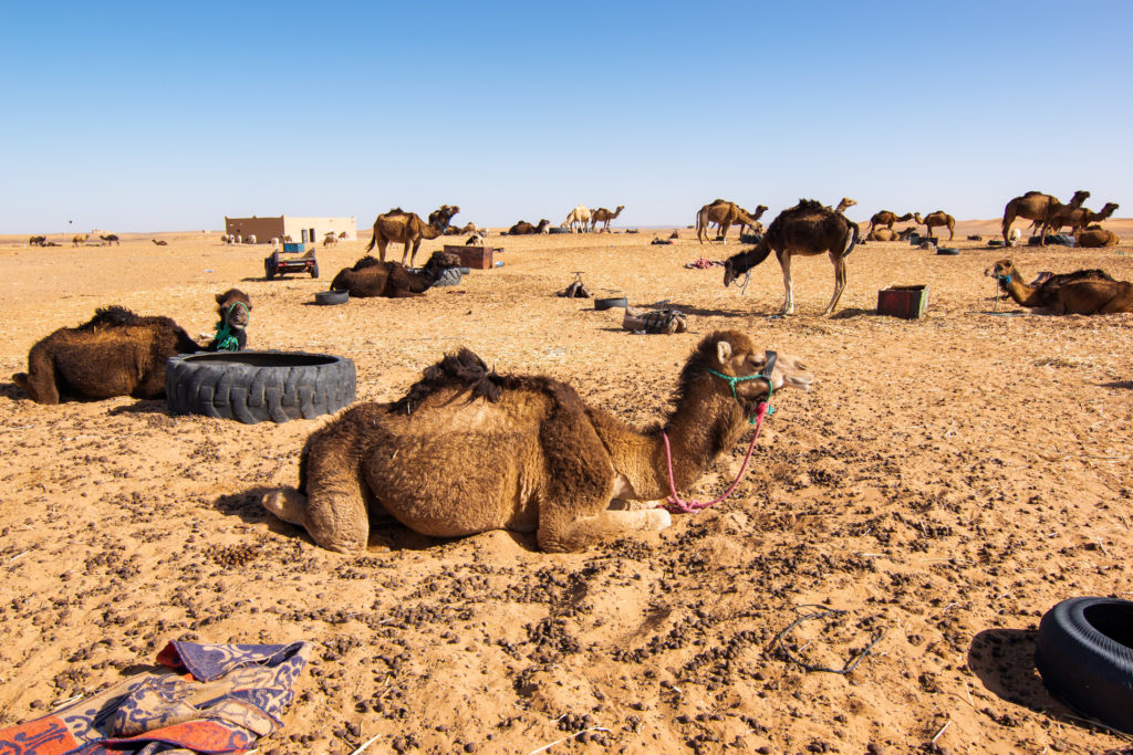 Sahara Desert Morocco camels Sarah Latham