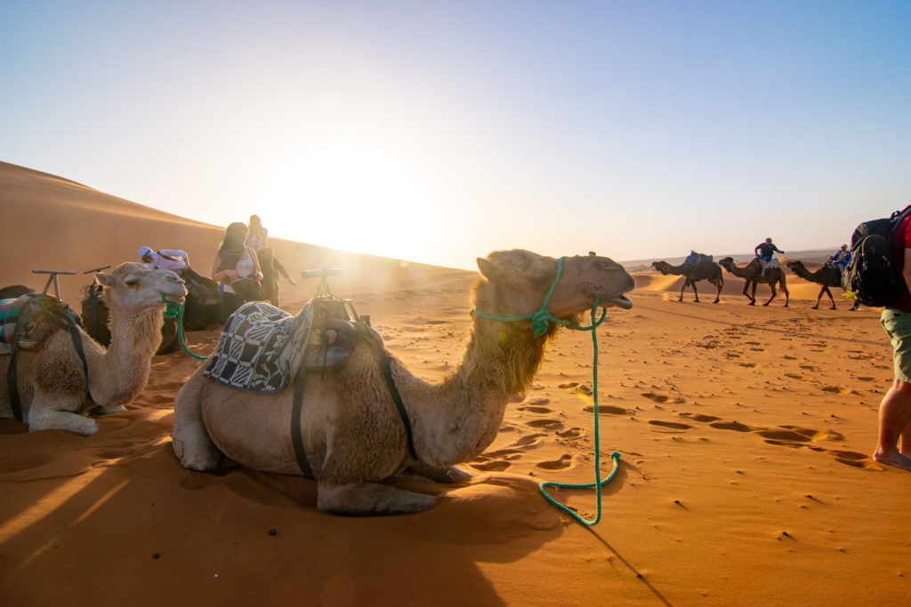 Sahara Desert Morocco camel ride Sarah Latham 