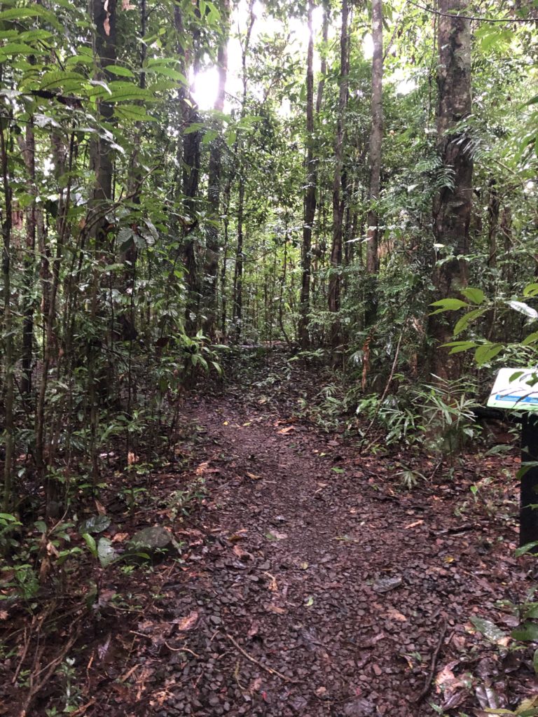 Pathway to Tchupala and Wallicher Falls Cairns Sarah Latham