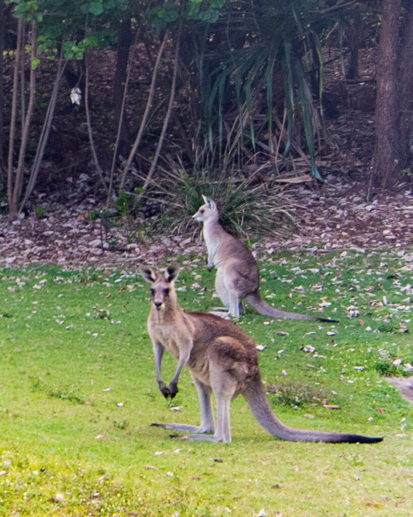 kangaroos at North Stradbroke Island Sarah Latham