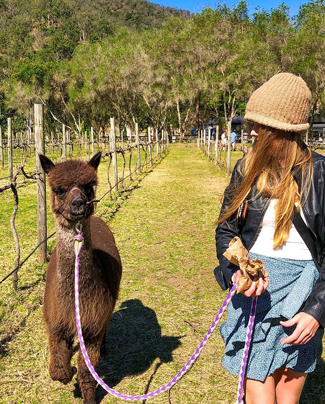 Mountview Alpaca Farm Scenic Rim Sarah Latham 