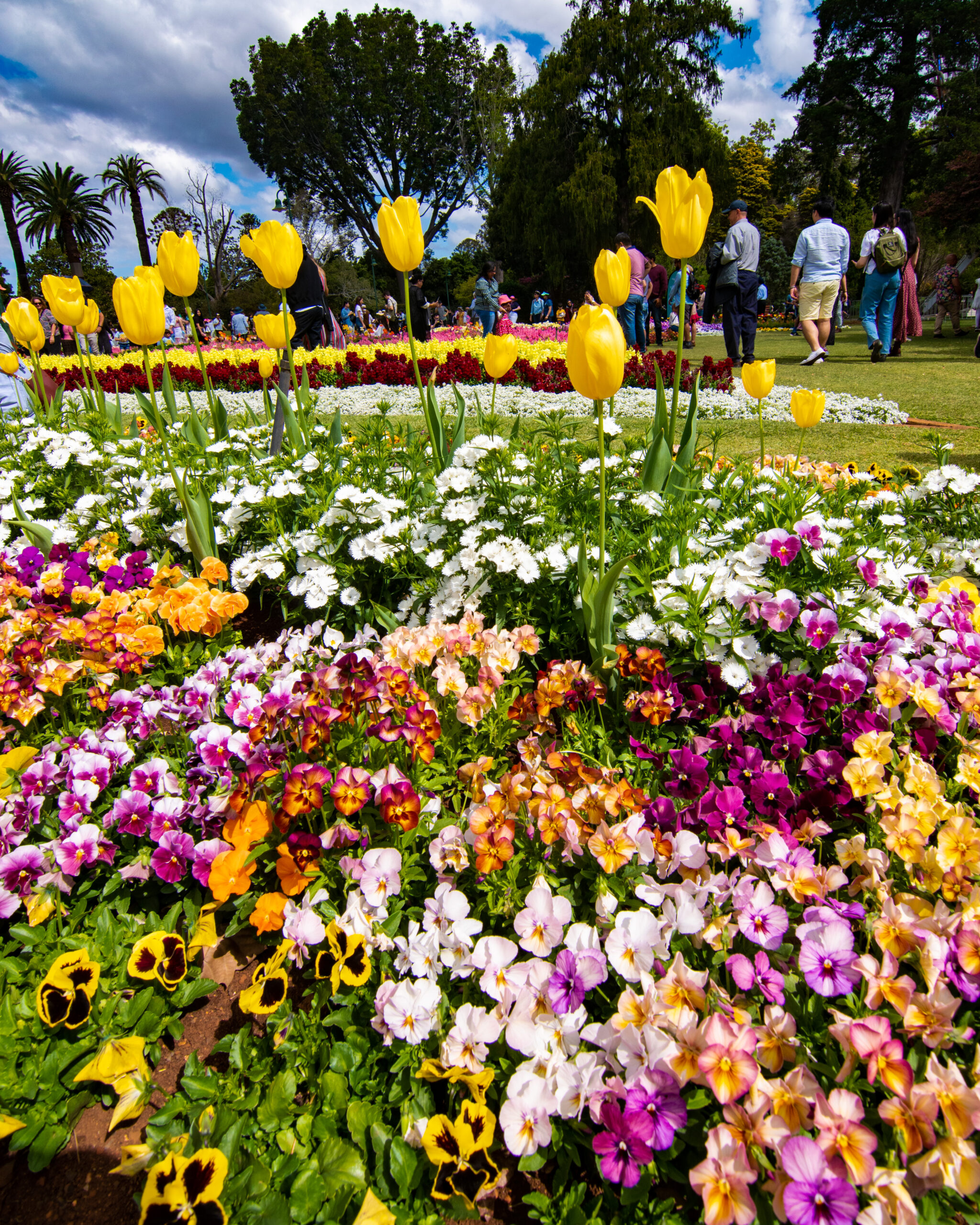 Discover The Toowoomba Carnival Of Flowers Sarah Adventuring