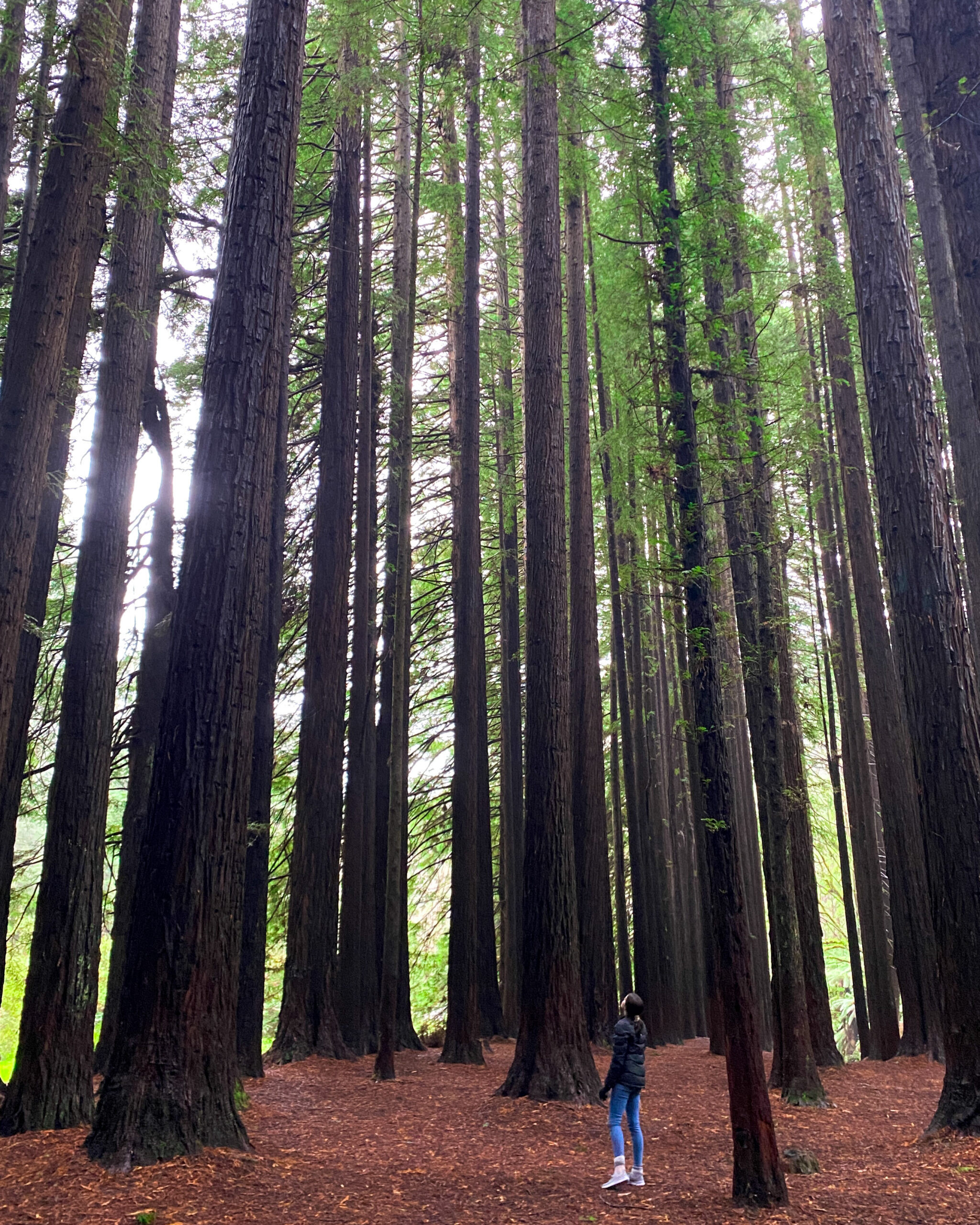 Californian Redwoods Sarah Latham