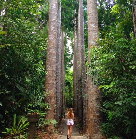 Girl walking through line of Kauri Trees at Paronella Park