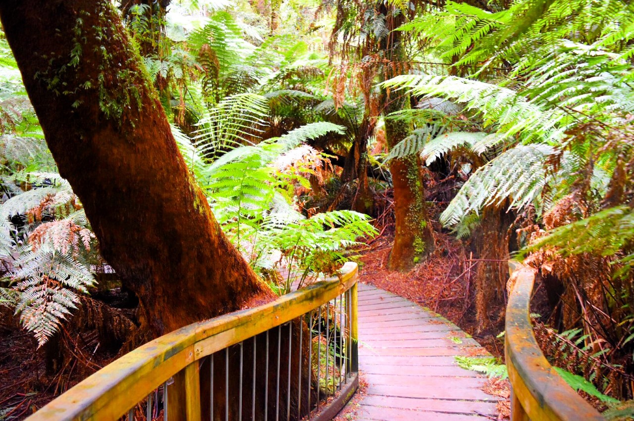 Great Ocean Road rainforest boardwalk