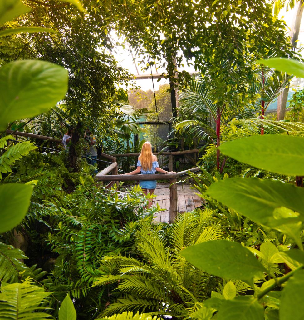 Girl standing on boardwalk surrounded by lush green ferns in a butterfly aviary