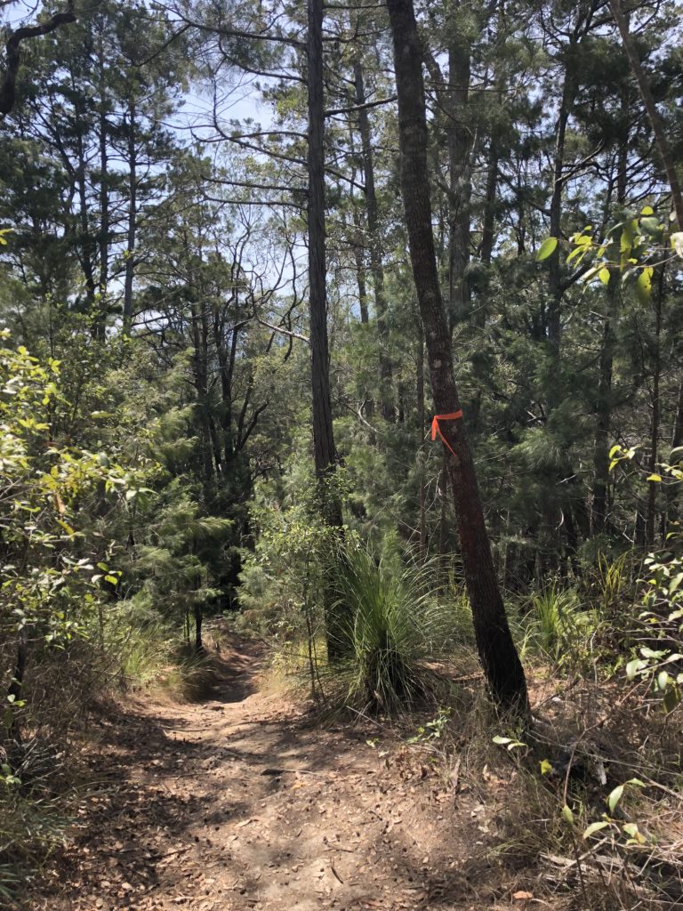 Trail through the bush marked by a colourful marker tied to a tree