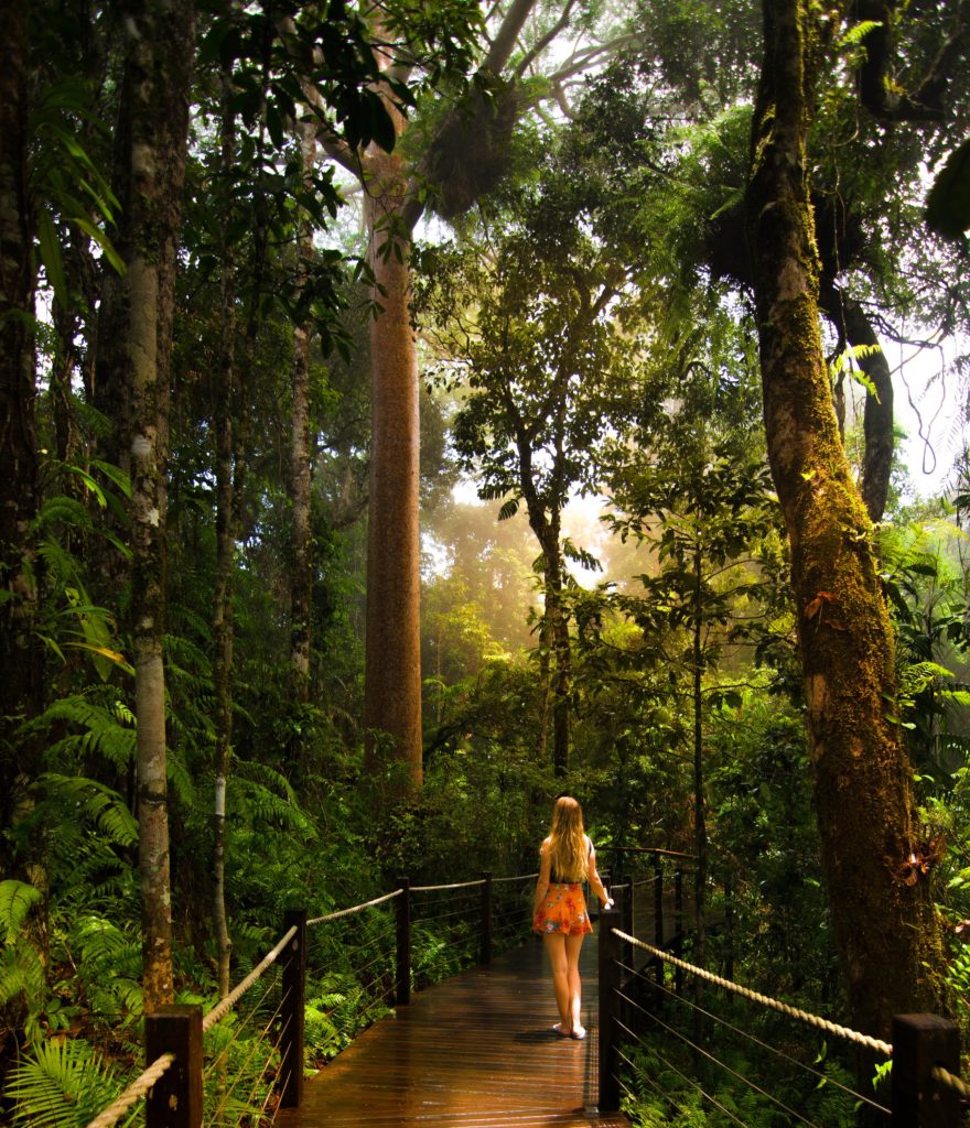 Sarah Latham standing on Skyrail Rainforest Cableway Red Peak boardwalk looking at Kauri