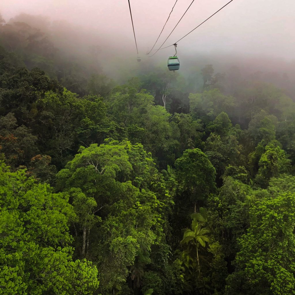 Misty rainforest on Skyrail Rainforest Cableway