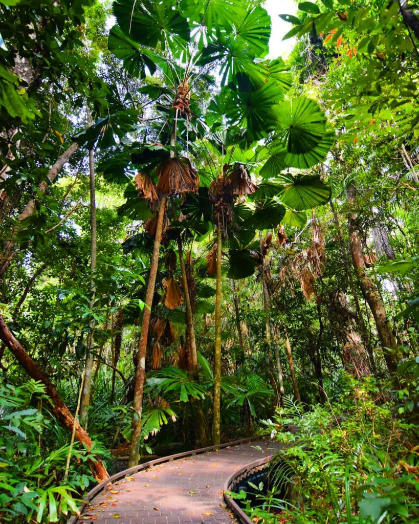 Rainforest boardwalk