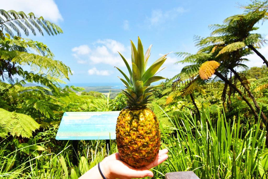 Girl's hand holding a pinapple in the rainforest