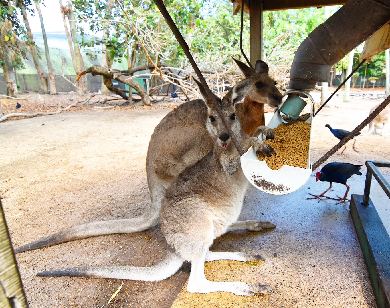 Kangaroos feeding at Wildlife Habitat
