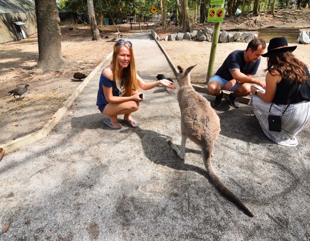 Girl kneeling to be level with a kangaroo at Wildlife Habitat Port Douglas