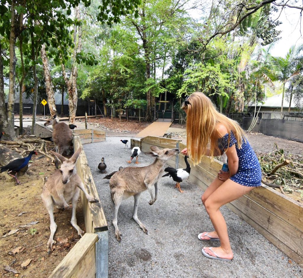 Girl feeding kangaroo surrounded by 3 other kangaroos at Wildlife Habitat Port Douglas