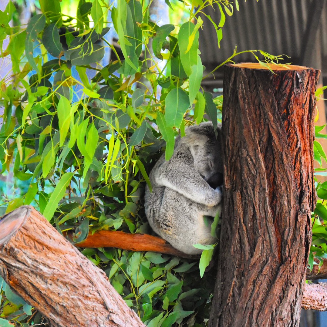 Kuranda Koala Gardens koala in a tree Kuranda Wildlife Experience
