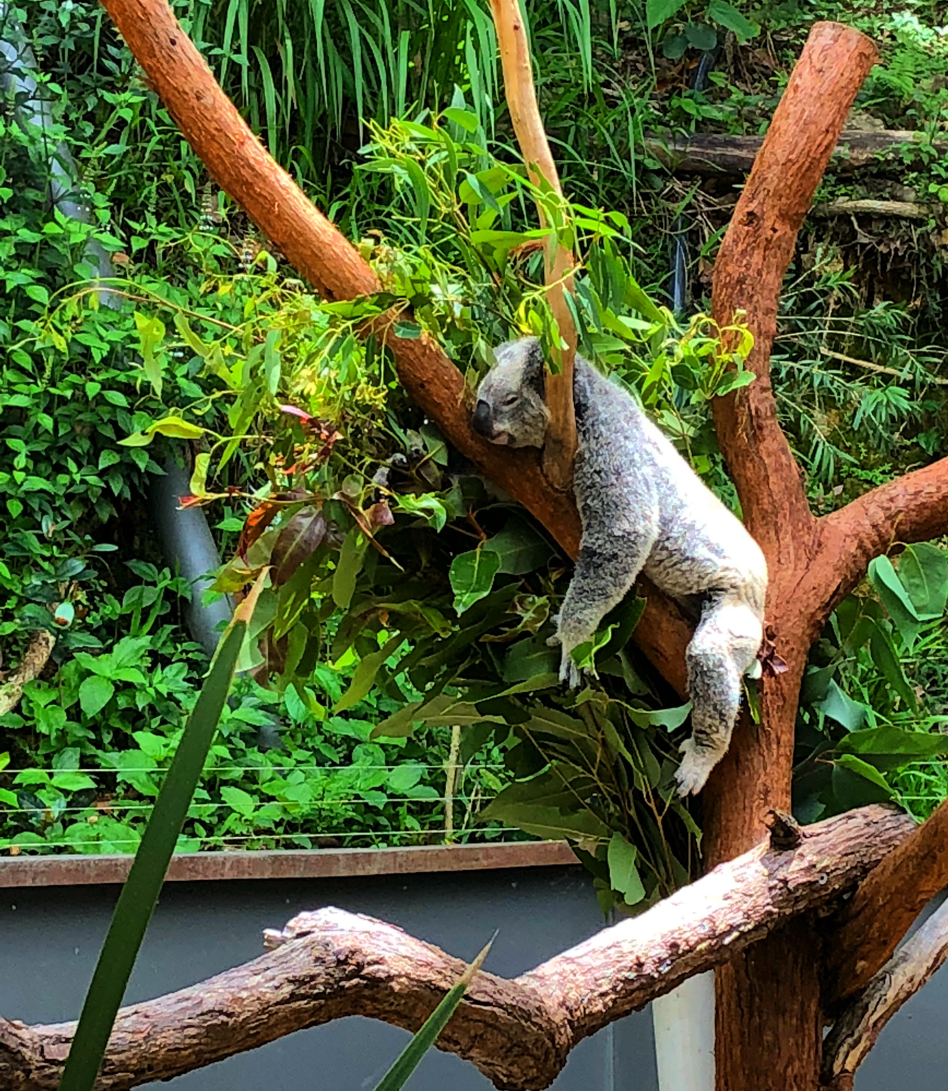 Kuranda Koala Gardens koala Kuranda Wildlife Experience