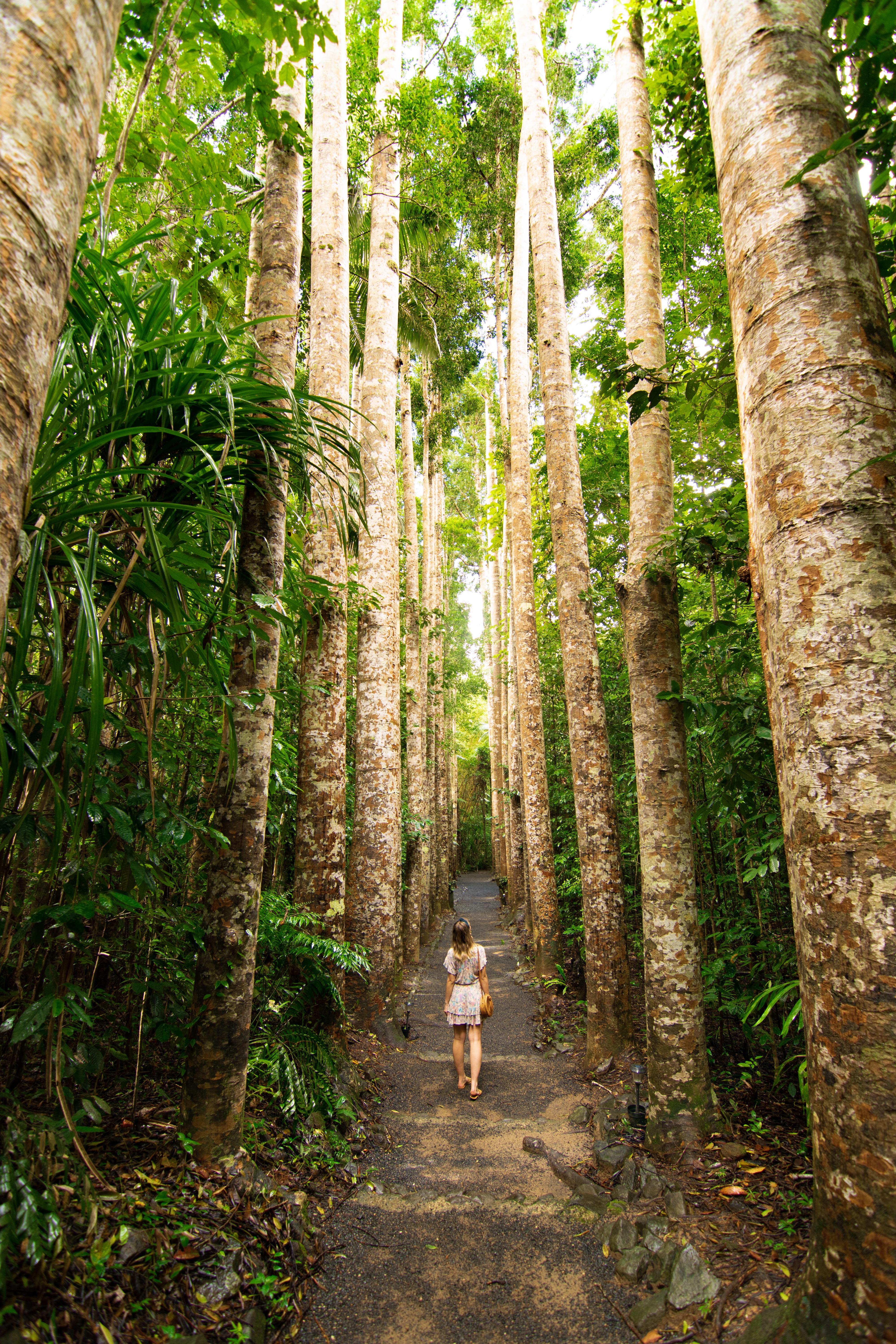 Girl standing in pathway lined by Kauri Pines at Paronella Park