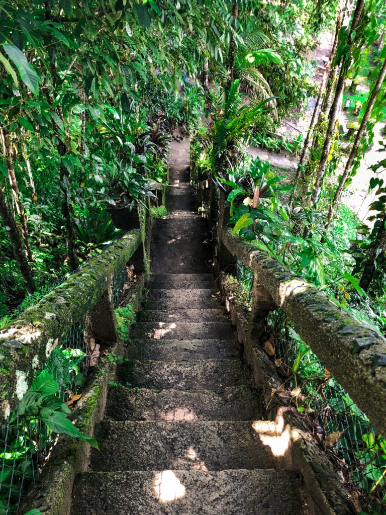 moss covered stair case at Paronella Park
