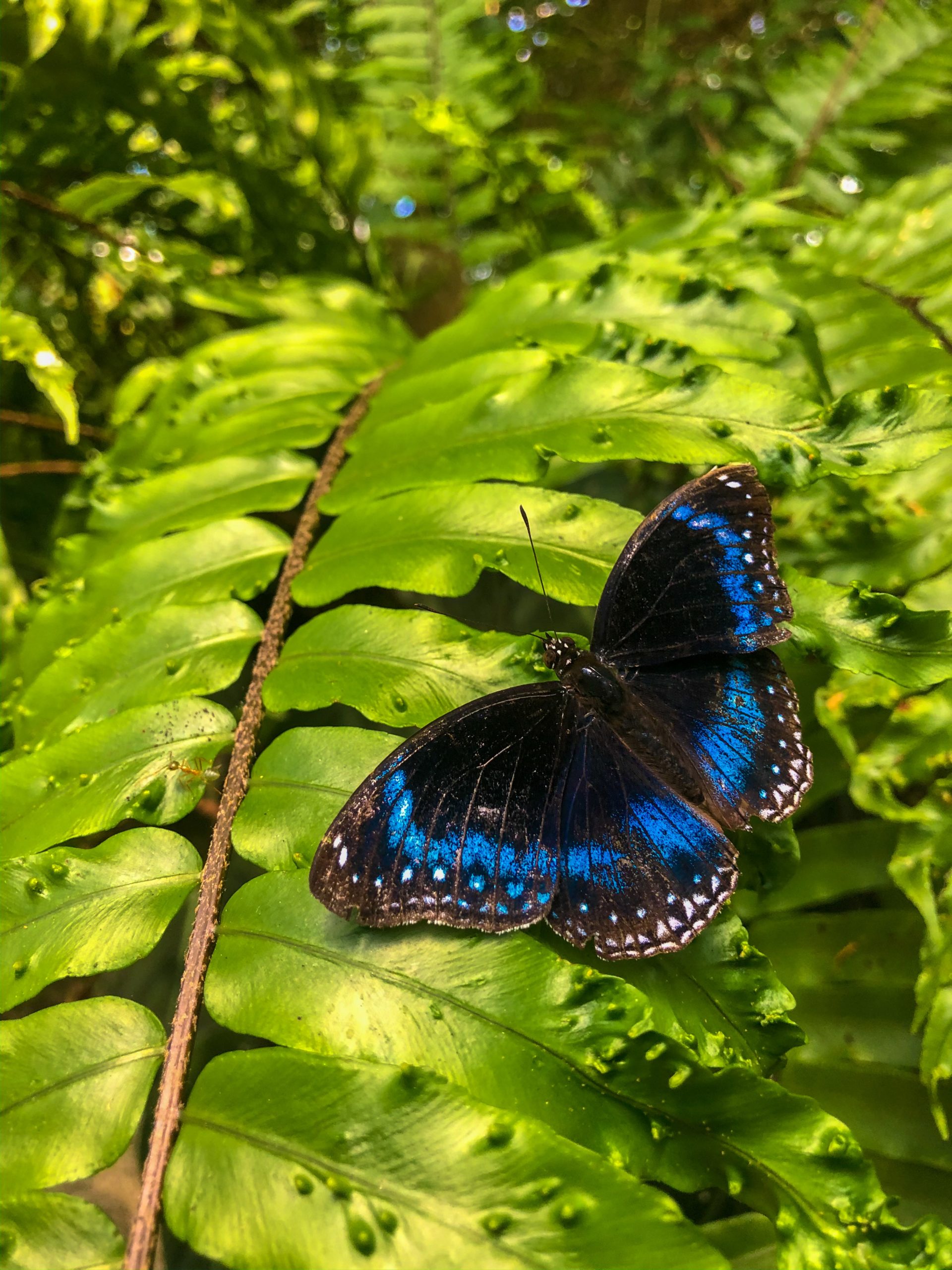 Australian Butterfly Sanctuary 