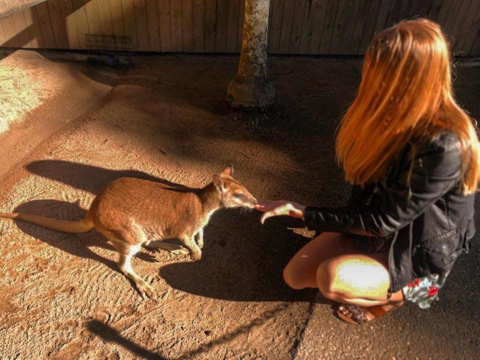 Kuranda Koala Gardens feed a wallaby