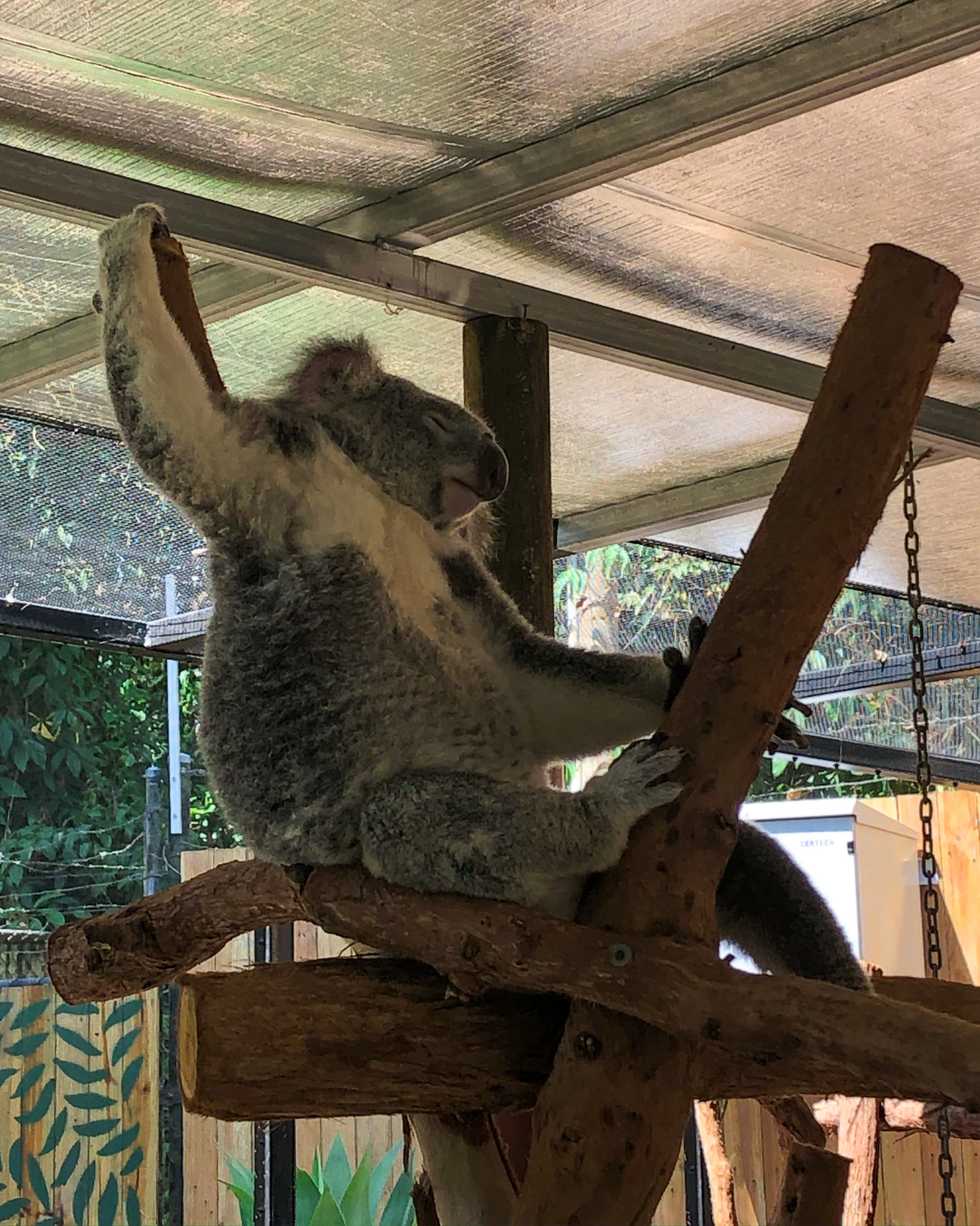 Kuranda Koala Gardens Kuranda Wildlife Experience