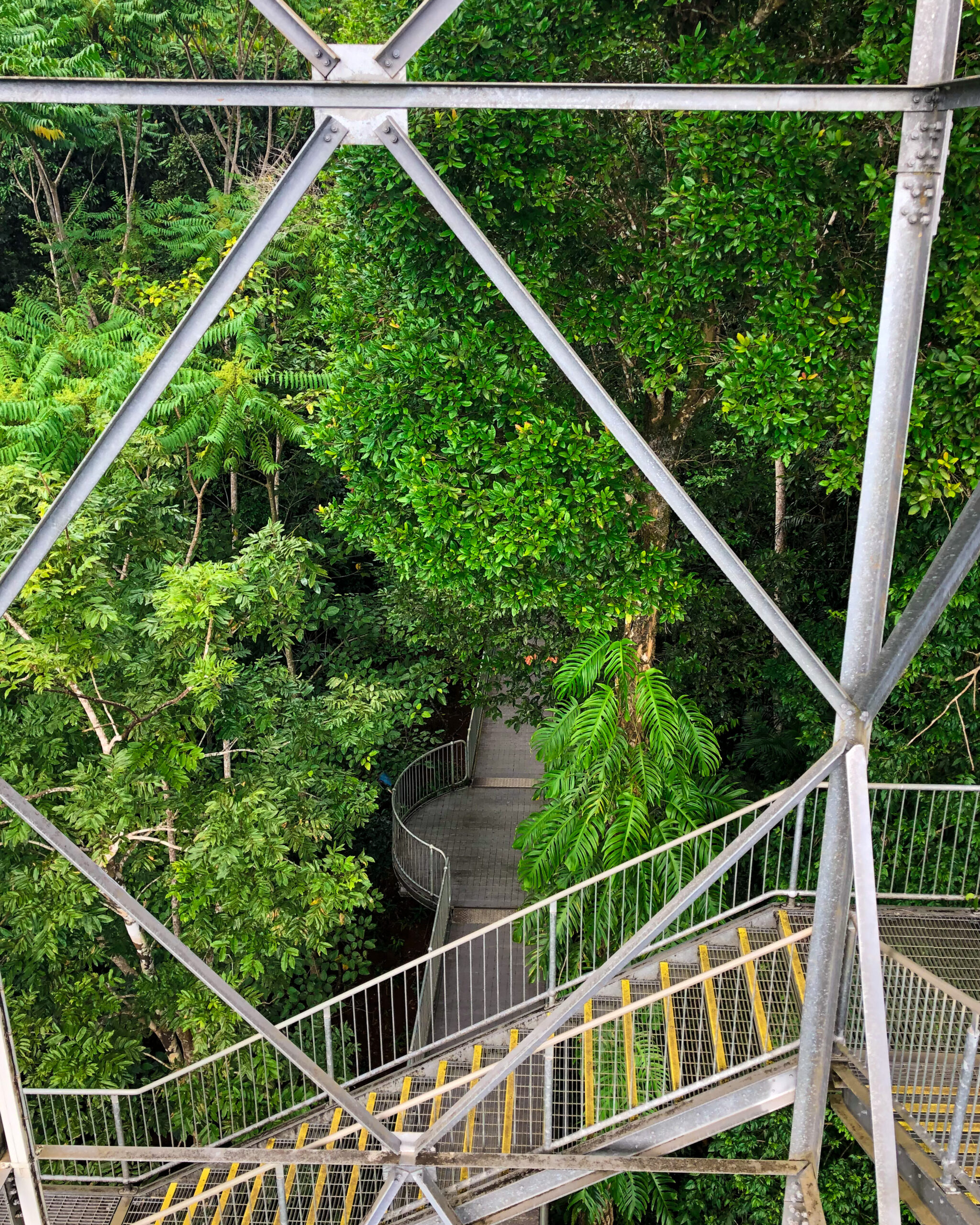 Observation Tower Mamu Tropical Skywalk Sarah Latham Cairns