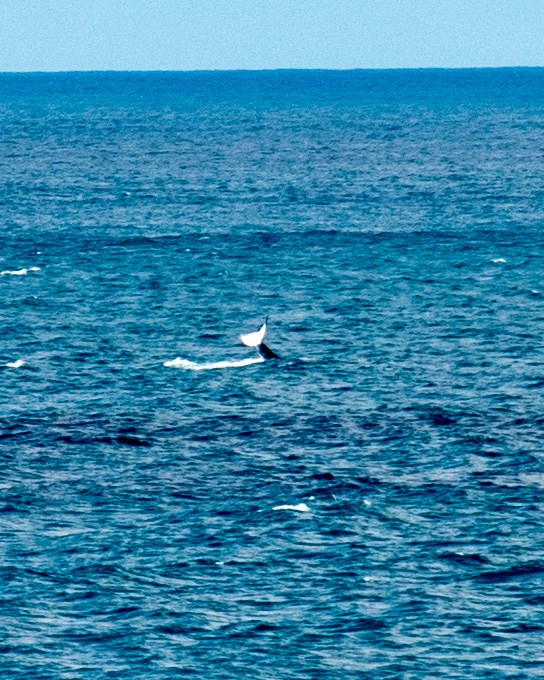 Whale sighted from North Stradbroke Island