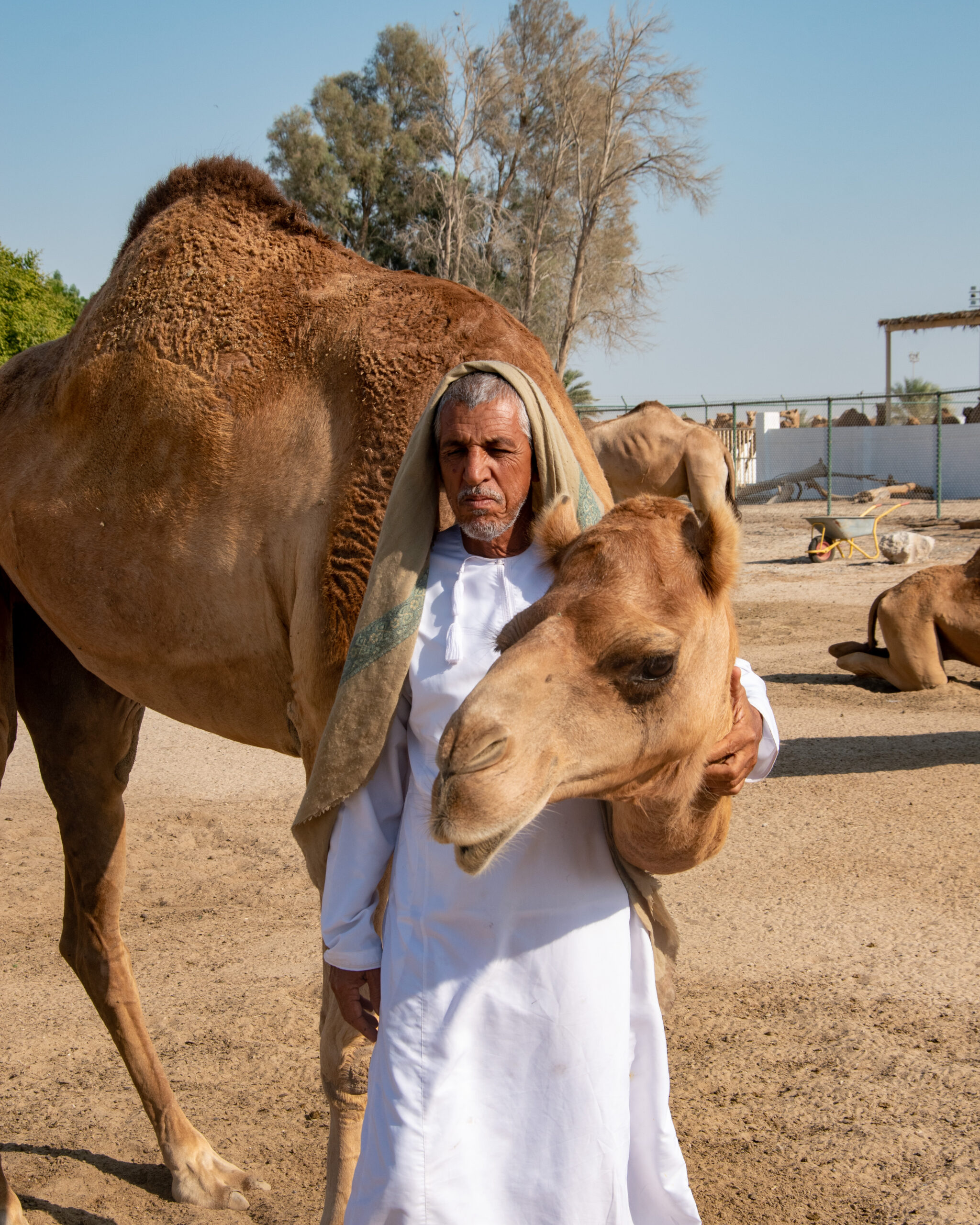 Royal Camel Farm Bahrain Sarah Latham