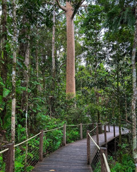 Skyrail Rainforest Cableway Accessible Cairns Sarah Latham Copyright